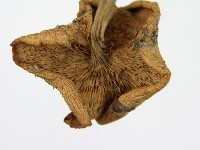 登錄號:F0012383藏品圖，第6張