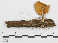 登錄號:F0012384藏品圖，第1張