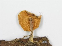 登錄號:F0012384藏品圖，第4張