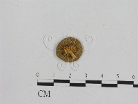 小菇屬藏品圖，第3張