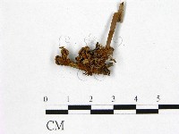 登錄號:F0012386藏品圖，第3張