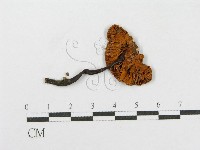 登錄號:F0012388藏品圖，第1張