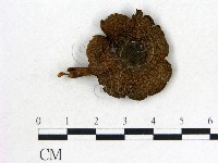 登錄號:F0012390藏品圖，第1張