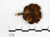 登錄號:F0012390藏品圖，第3張