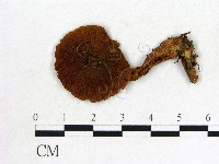 登錄號:F0012391藏品圖，第1張