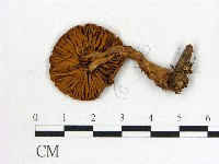登錄號:F0012391藏品圖，第3張