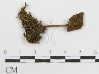 粉褶菌屬藏品圖，第1張
