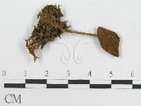 粉褶菌屬藏品圖，第3張