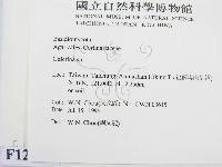 盔孢傘屬藏品圖，第2張