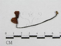盔孢傘屬藏品圖，第3張