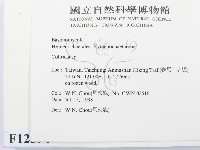 集毛菌屬藏品圖，第2張