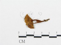 集毛菌屬藏品圖，第1張