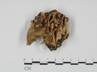 登錄號:F0012395藏品圖，第1張