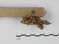 登錄號:F0012395藏品圖，第3張