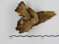 登錄號:F0012396藏品圖，第1張