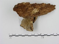 登錄號:F0012396藏品圖，第3張