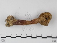 登錄號:F0012397藏品圖，第1張