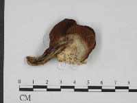 登錄號:F0012398藏品圖，第1張