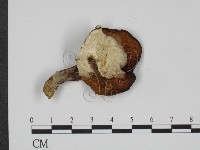 登錄號:F0012398藏品圖，第3張