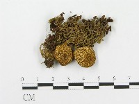 登錄號:F0012401藏品圖，第1張