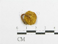 登錄號:F0012402藏品圖，第3張