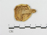 登錄號:F0012403藏品圖，第1張