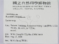 乳菇屬藏品圖，第2張