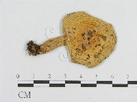 登錄號:F0012405藏品圖，第1張
