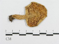 登錄號:F0012405藏品圖，第3張