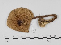 登錄號:F0012406藏品圖，第1張