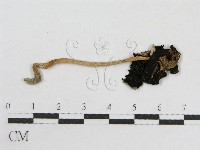 登錄號:F0012407藏品圖，第3張