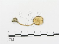 登錄號:F0012411藏品圖，第1張