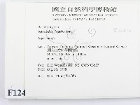 傘菌屬藏品圖，第2張