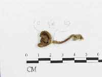 傘菌屬藏品圖，第3張