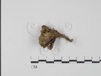棕色革菌藏品圖，第1張
