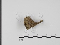 棕色革菌藏品圖，第3張