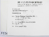 微皮傘屬藏品圖，第2張