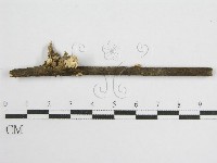 微皮傘屬藏品圖，第3張
