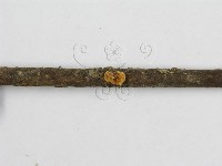 微皮傘屬藏品圖，第4張