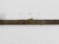 微皮傘屬藏品圖，第5張