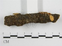 微皮傘屬藏品圖，第4張