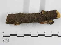 微皮傘屬藏品圖，第5張