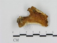 登錄號:F0012419藏品圖，第3張