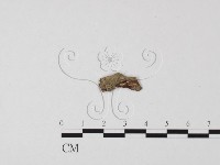 登錄號:F0012420藏品圖，第1張