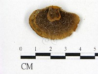 登錄號:F0012423藏品圖，第1張