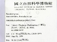 毛木耳藏品圖，第2張
