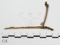 微皮傘屬藏品圖，第3張