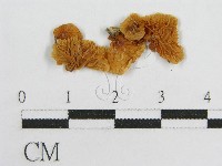 微皮傘屬藏品圖，第3張