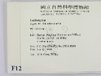 小皮傘屬藏品圖，第2張