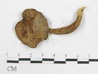 登錄號:F0012431藏品圖，第1張